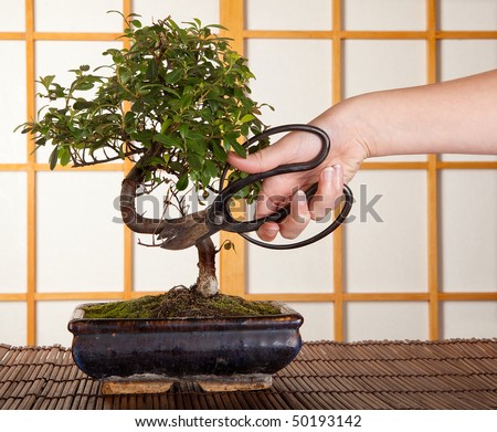 Hand cutting a bonsai tree in front of a japanese shoji sliding window