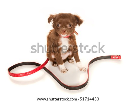 brown long haired chihuahua puppy. stock photo : Brown longhaired