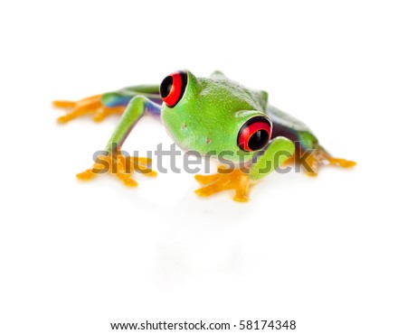 Red eyed tree frog isolated on white