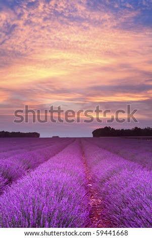 Sunset over a summer lavender field in Provence, France