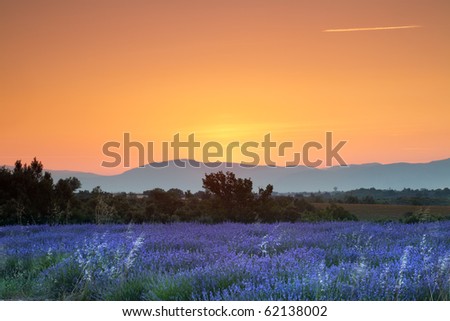 Sunrise over a summer lavender field in Provence, France