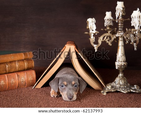 Jack russel puppy of six weeks old under an open book at home