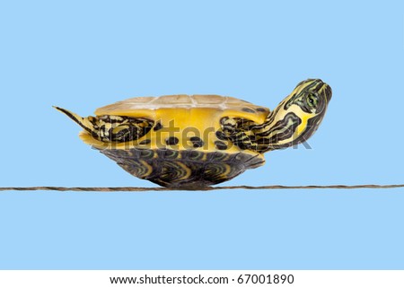 Poor little turtle lying on his back symbolizing bad luck or sickness