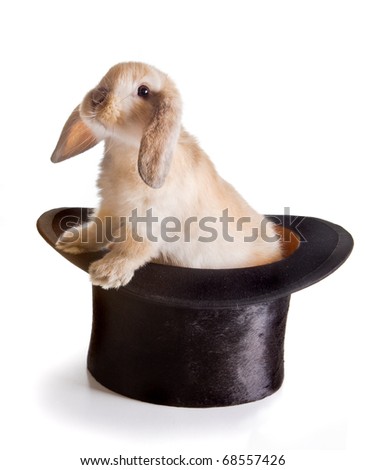 Magician Hat Bunny