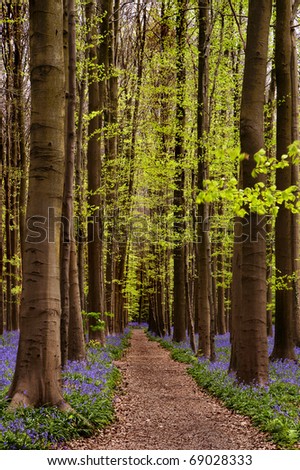 Straight path in a bluebell forest in Belgium (Hallerbos woods)