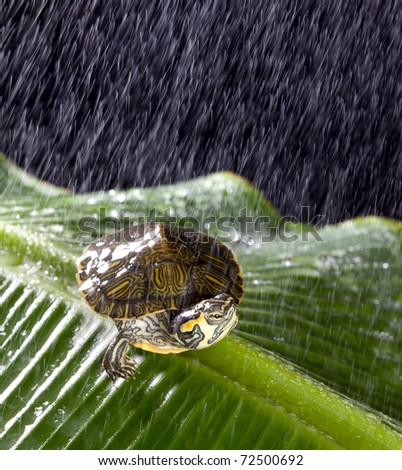 Little turtle on a large leaf in the rain