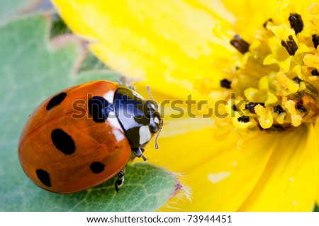 Detailed macro image of a ladybug on a yellow flower