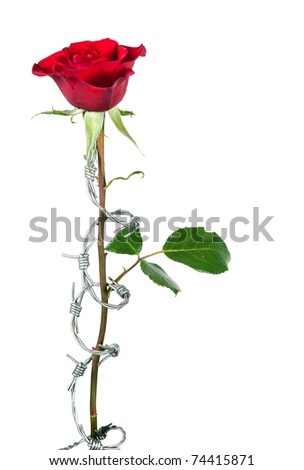 barb wire rose
