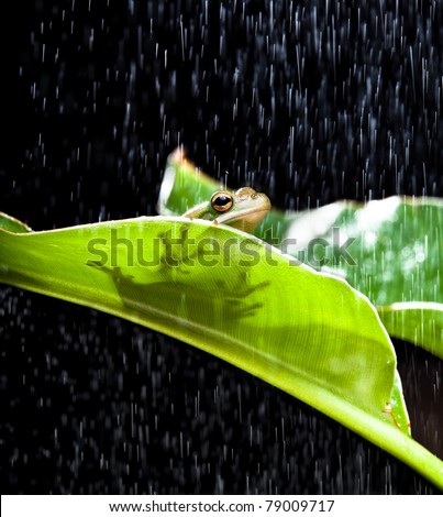Little green tree frog sitting on a banana leaf in the rain