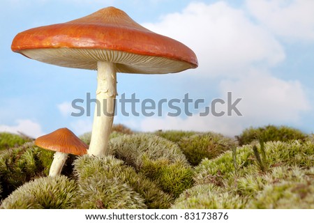 Artificial toadstool background scene waiting for fairies and gnomes