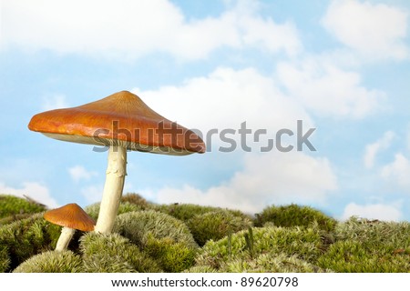 Imitation toadstool on real moss as a background scenery for fairytale scenes