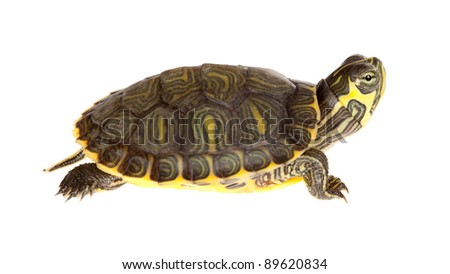 small green turtle
