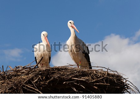 Watching stork couple standing on their nest against a blue sky