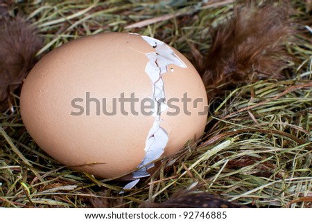 Nest with unborn chick trying to get out of his egg