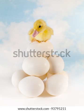 Stack of eggs and one newborn yellow easter duckling balancing on top