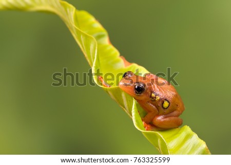 Bright orange golden sedge frog sitting on a green leaf