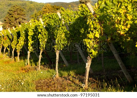 Sunshine in the morning on grapevines in Alsace wine region of France