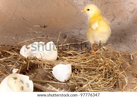 Eggshell Yellow