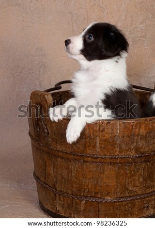 Cute happy border collie puppy in a wooden bucket