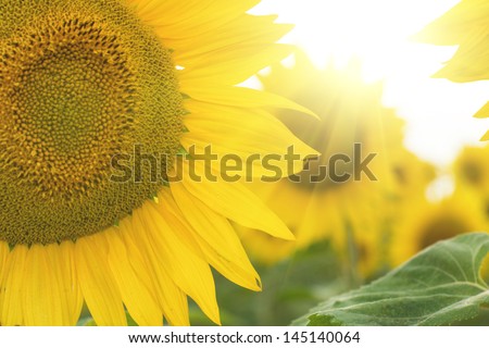 Backlit sunflowers with sun flare