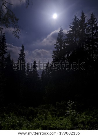 Dark fir tree forest under white moonlight