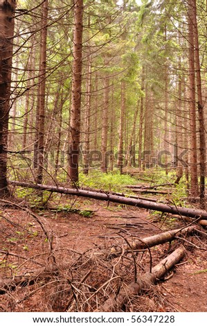 Fir Tree Fishery