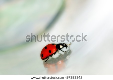 Lady bird bug moving on conceptual grey abstract background.