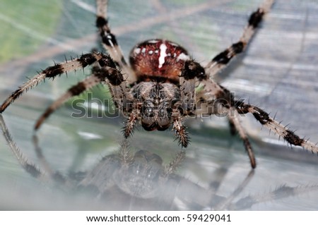 Closeup face of giant cross spider