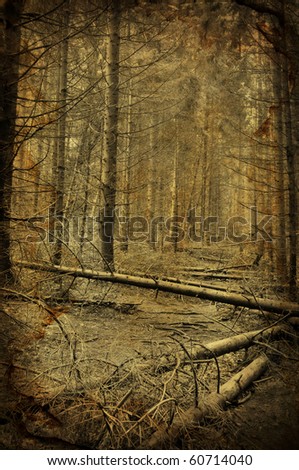 Path into creepy dark fir tree forest grunge photo with old paper effect