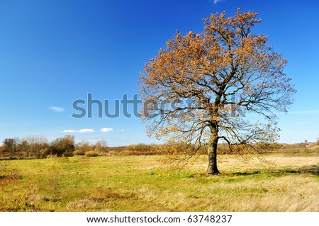 Lonely autumn oak tree in the field