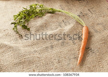 Fresh Organic Carrots against a back ground