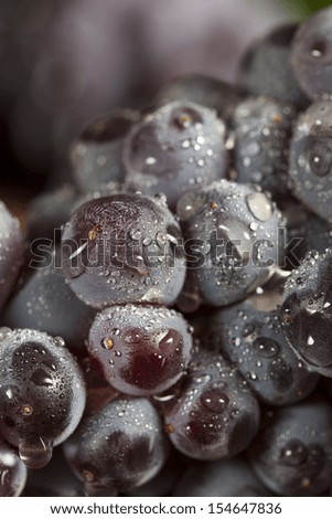 Organic Purple Wine Grapes on a Background