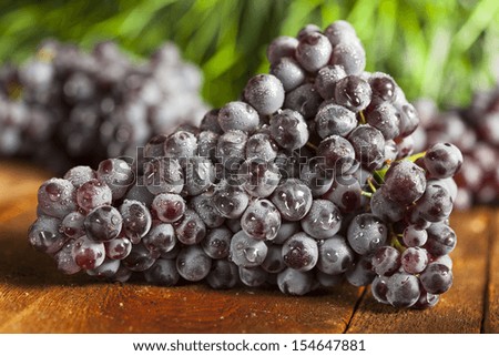 Organic Purple Wine Grapes on a Background