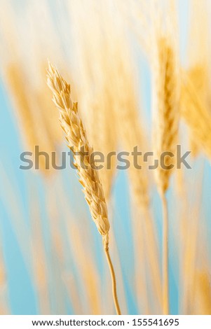 Organic Golden Wheat Crop Against a Blue Sky
