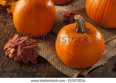Organic Orange Fall Pie Pumpkins for Halloween