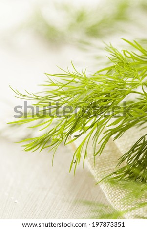 Organic Green Dill Herb on a Background