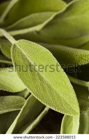 Raw Green Organic Sage on a Background