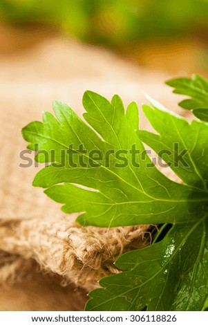 Organic Italian Flat Leaf Parsley Ready to Eat
