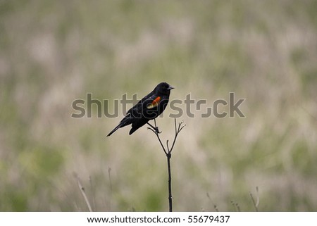 A red-winged black bird sitting on a twig