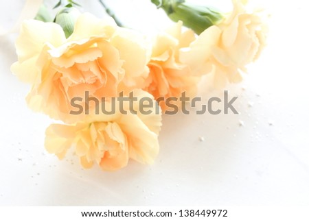 yellow carnation for Mother\'s day background image