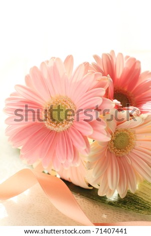 Lovely pastel pink daisy on white background