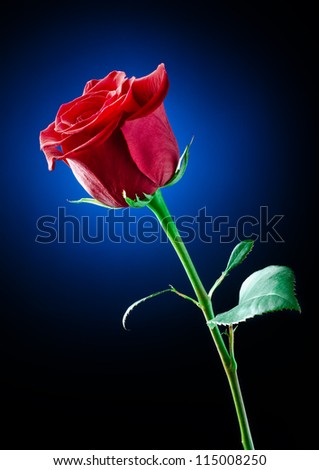 the%20studio%20photo%20of%20a%20red%20rose%20on%20a%20color%20background.%20-%20stock%20photo
