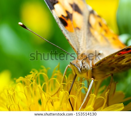 Macro photography of butterfly on yellow flower