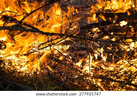 Wood in flame in forest stock photography