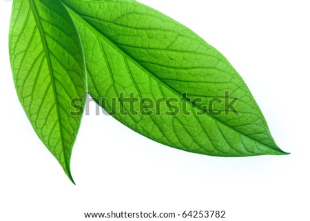 Close-up of green leaf Close-up of green leaf