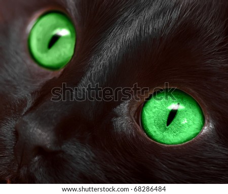 Muzzle closeup of black cat with green eyes