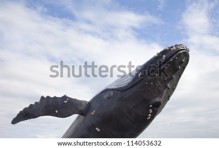 Humpback whale with blue sky