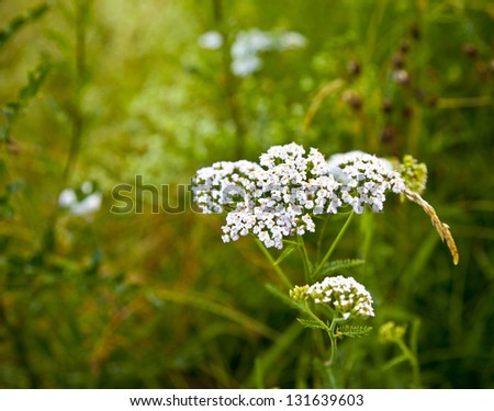 White Yarrows flowers with green background