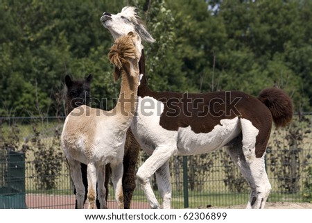 Two Alpacas