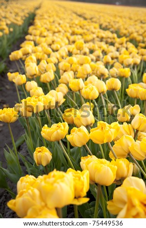 Huge field of peony tulips
